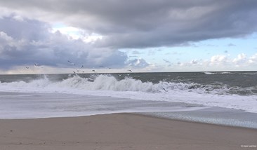 Nordsee mit Möwen Vrist Strand