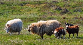 Schafe am Limfjord Urlaub Gjellerodde