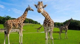 Ebeltoft Dänemark Ree Park Giraffen