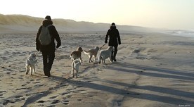Dänemark Urlaub mit Hund Strandspaziergang