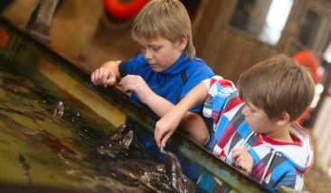 Jütland Aquarium Kinder füttern Fische